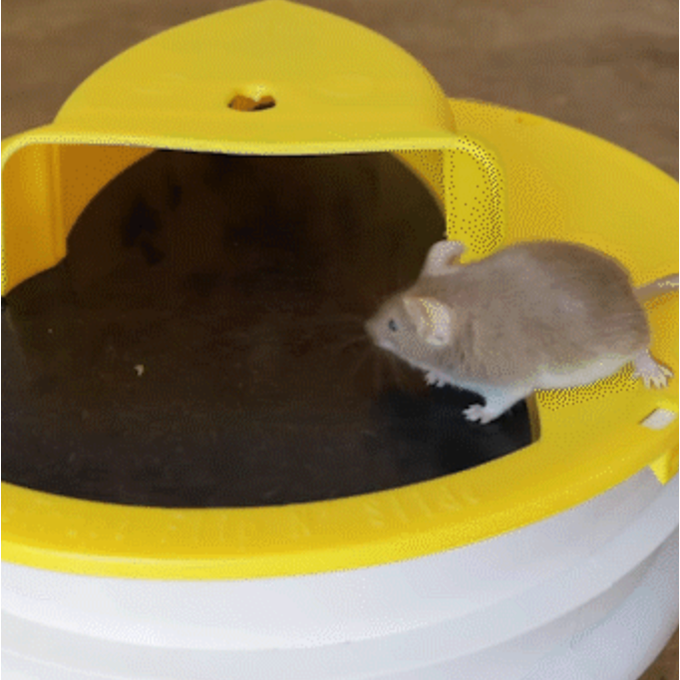 Bucket Lid Mouse Trap Multi Catch Humane Plastic Yellow Black 5 Gallon - Image 1